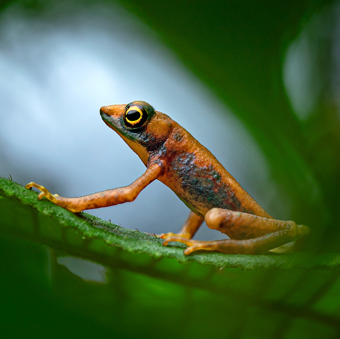 Image showing a Mindo Harlequin-Toad on a leaf