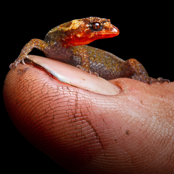 Image showing a dwarf gecko on a thumbnail